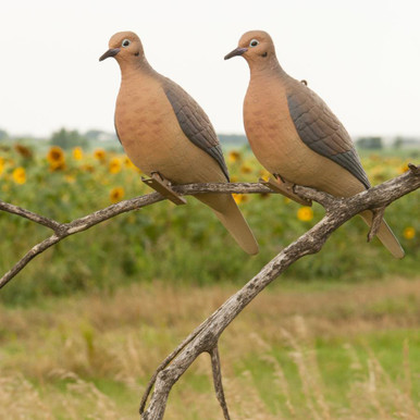 Avery GHG Mourning Dove Decoys - 6pk - 72005